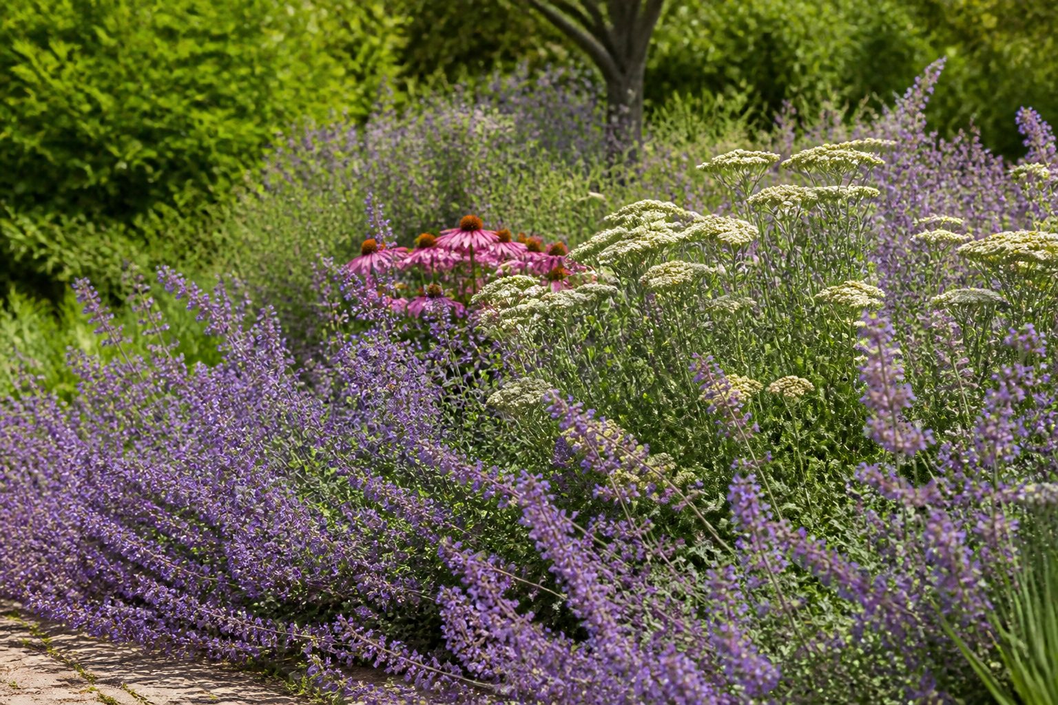 Plate-bande de népétas, achillées et échinacées, plantes vivaces boudées par les chevreuils